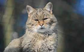 Lynx/ Rys ukrytý ve výběhu