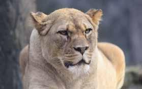 /Barbary Lion named Šimon/