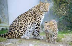 (Panthera pardus orientalis)
