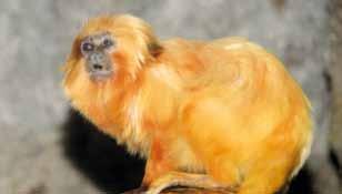 /Goeldi's Marmoset/ Lvíček