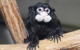 /Golden Lion Tamarin/ Tamarín