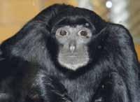 Siamang (Hylobates syndactylus) /Siamang/ přesunuto do jiné zoo k dopárování. Tento druh lemura pečuje o mláďata odlišným způsobem než většina ostatních poloopic.