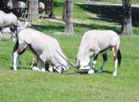 Žirafy ve venkovním výběhu /Rothschild's Giraffes in outdoor enclosure/ Stěhování samců žiraf /Moving of giraffe males/ Oryx jihoafrický (Oryx gazella gazella) /Gemsbok/ Souboje oryxů ve výběhu