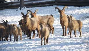 zejména u dětí /Dwarf goats