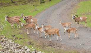 Deer with young/ Sika