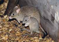 Klokan parma (Macropus parma) /Parma Wallaby/ Klokánci králíkovití se v roce 2017 po delší přestávce rozmnožili a odchovaný sameček odcestoval do jiné instituce na základě doporučení koordinátora