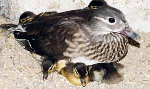 /Fulvous Whistling-duck/