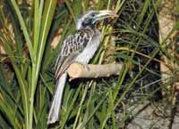Dvě mláďata vyklubaná na jaře 2017 byla prostřednictvím záchranné stanice ORNIS v Přerově zařazena do programu repatriace a vypuštěna do přírody.