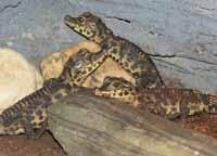 Mláďata krokodýlů čelnatých (O. t. tetraspis) /Youngs West African Dwarf Crocodile/ (Acranthopis dumerili) jsme upravili a vytvořili tak prostor vhodný pro zvířata z jihu USA.