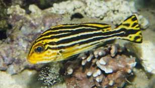 Siba atlantská (Rhinoptera