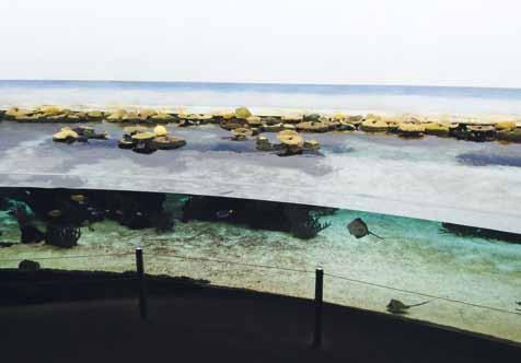 Expoziční akvárium v Arnhemu /Exposition aquarium in Arnhem/ nějakou dobu odstavena v karanténní nádrži. U ryb a paryb je velmi důležité zvíře před transportem několik dní nekrmit.