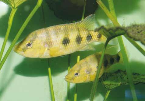 perlovka skvrnitá V roce 2017 obohatil naši kolekci sladkovodních ryb nový druh africké perlovky skvrnité (Hemichromis elongatus), které se nám podařilo získat od kolegů ze Zoo Ostrava.