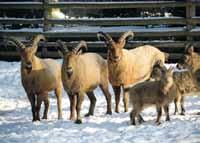Grafy genové sekvence samce a samice hrabáče /Gene sequence graphs of an Aardvark/ STANOVENÍ POHLAVÍ HRABÁČE KAPSKÉHO Stanovení pohlaví hrabáče kapského metodou přímého sekvenování DNA genů ZFX/Y
