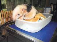 Kontrola hmotnosti mláděte mravenečníka /Checking young anteater weight/ řada veterinárních vyšetření: bakteriologické vyšetření výtěru z konečníku a z dutiny ústní, kde byl nalezen Streptococcus a