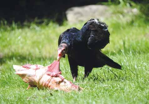 Krmení kusovým masem zvířata i zabaví /Animals like to be fed pieces of meat/ jívy, javoru a trnky.