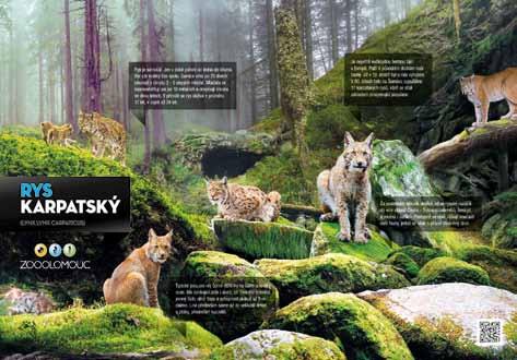Naučný panel Rys / Lynx scientific panel/ kopytníků od bílých vlků, kteří se pohybují ve svažitém terénu před výběhem makaků červenolících.