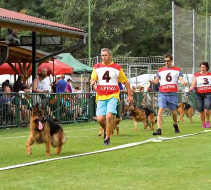 Vysoký, velmi dobrý v typu, v postoji správný kohoutek, plynulá hřbetní linie, záď správné polohy, poněkud užší hrudník,