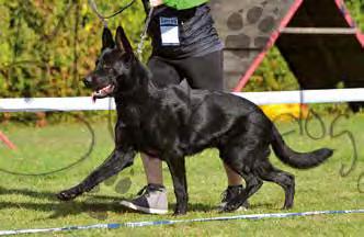 Wattenscheid x Janica Schreidon) V2 Theo Gard Bohemia (Hardy Gard Bohemia x Ambra Vitaxis) D Tonny Vikar (Gordan v. Wolfsblick x Alfa v. d.