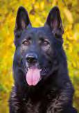 606 110 971 V PŘÍŠTÍM DVOJČÍSLE 1-2/2016 naleznete: NO Tel.: 736 625 446, e-mail: mucha.radovan@seznam.cz. Další informace i s odkazy na potomstvo najdete na www.aggi.