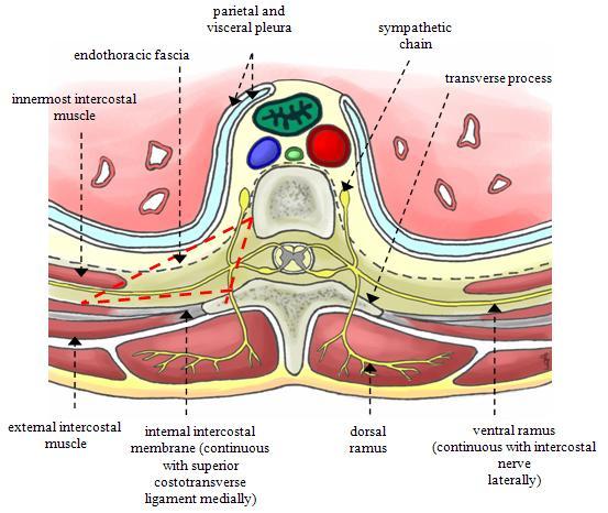 Anatomie