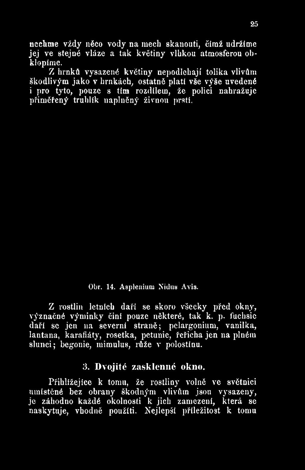 že polici nahražuje přiměřený truhlík naplněný živnou prstí. 25 Obr. 14. Asplenium Nidus Avis.