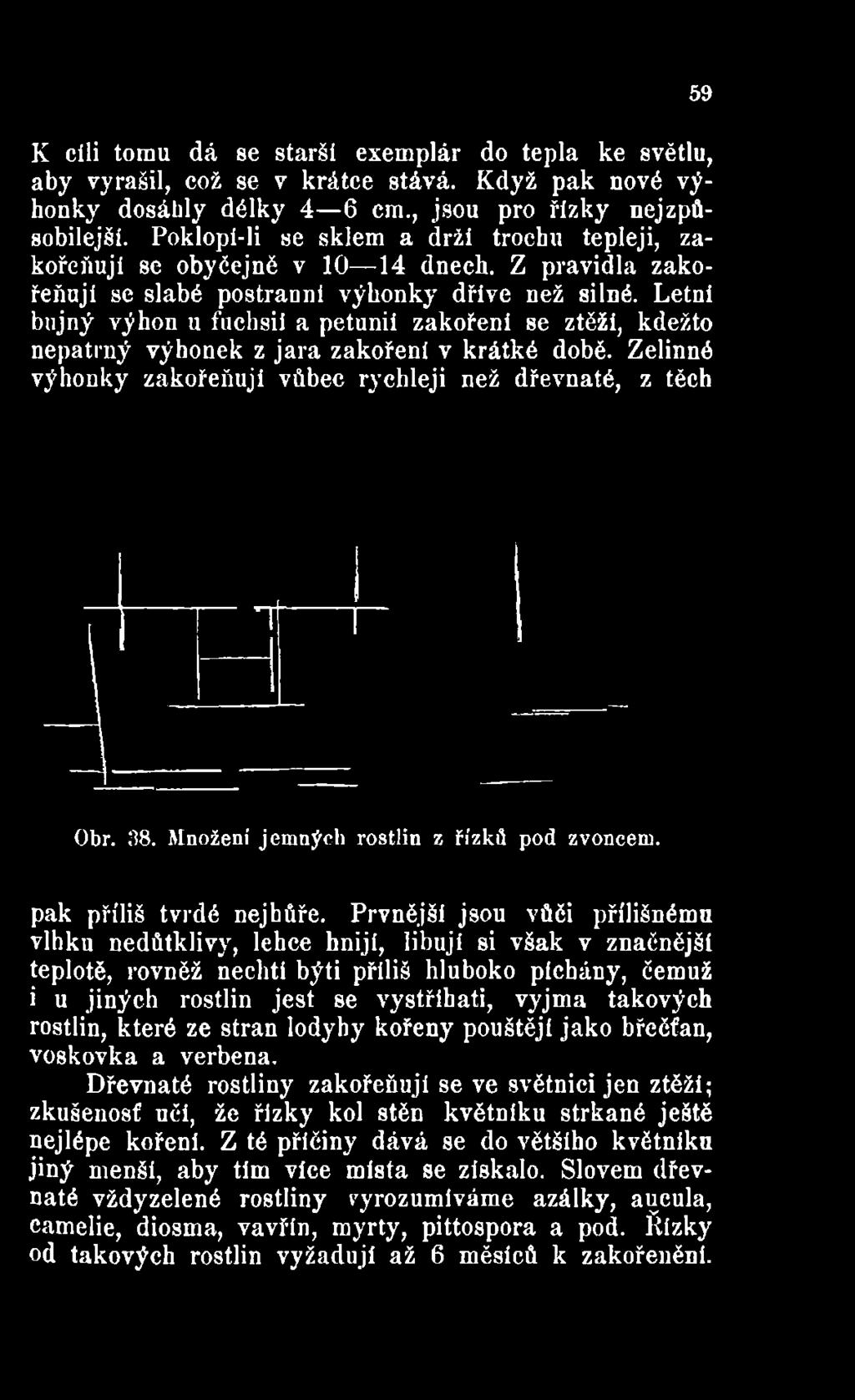 Zelinné výhonky zakořeňují vůbec rychleji než dřevnaté, z těch 59 Obr. 98. M nožení jem n ý ch rostlin z řízků p od zvoncem. pak příliš tvrdé nejhůře.