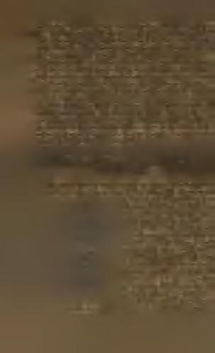 Když řízky se zakořenily a dosti otužily, přikročí se k rozsazování do malých hrnéčkň.