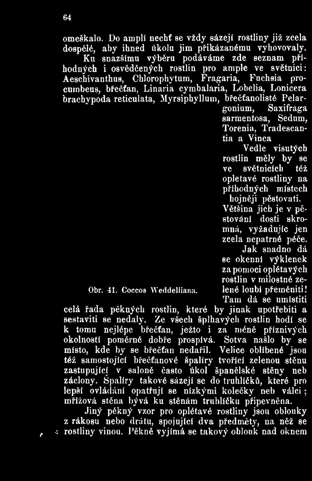 Jak snadno dá se okenní výklenek za pomoci oplétávých rostlin v milostné ze- Obr. 41. Coccos Weddelliana. lené loubí přeměniti!