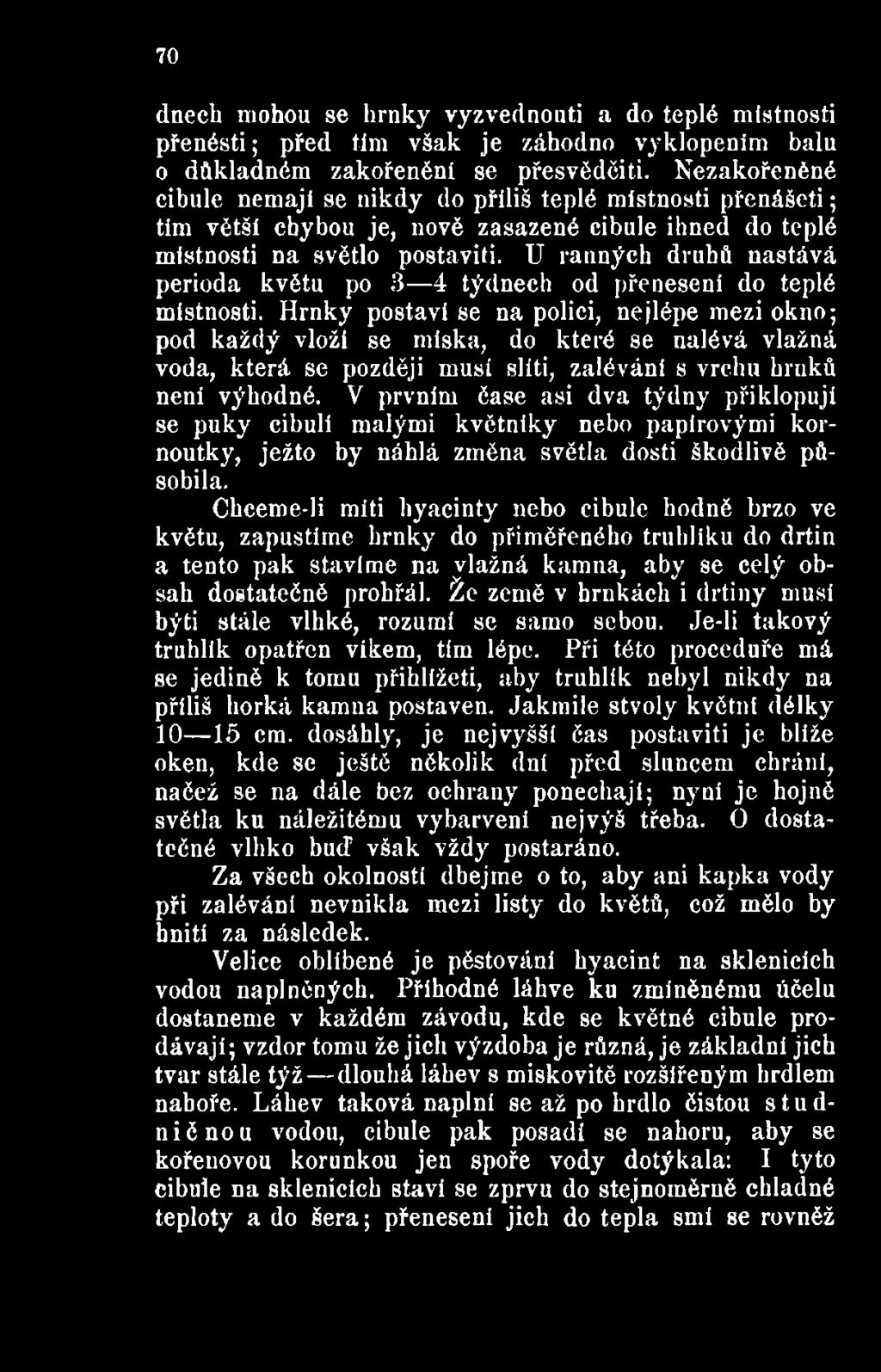 V prvním čase asi dva týdny přiklopují se puky cibuli malými květniky nebo papírovými kornoutky, ježto by náhlá změna světla dosti škodlivě působila.