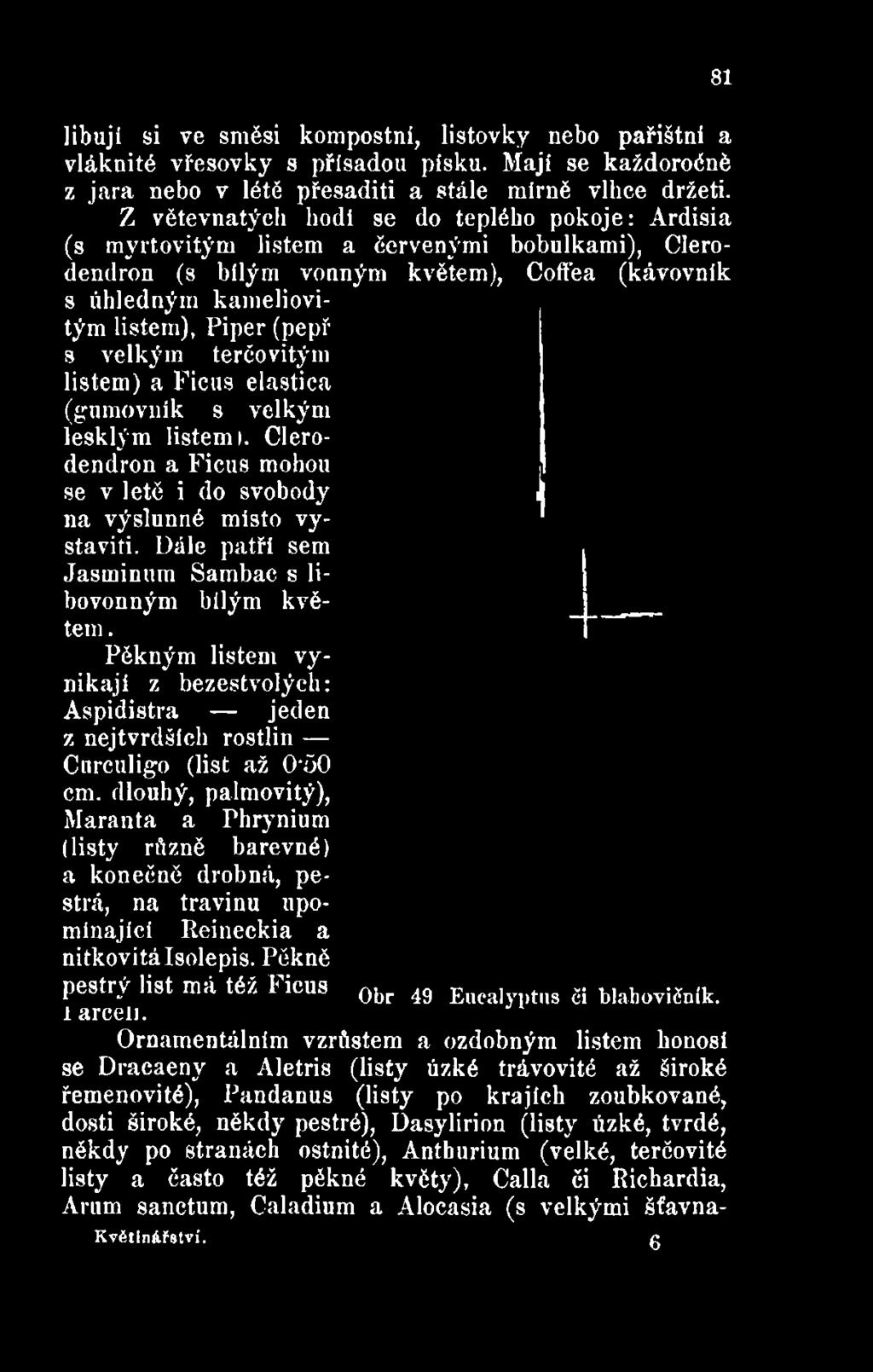 Clerodendron a Ficus mohou se v letě i do svobody na výslunné misto vystaviti. Dále patří sem Jasminum Sambac s libovonným bílým květem.