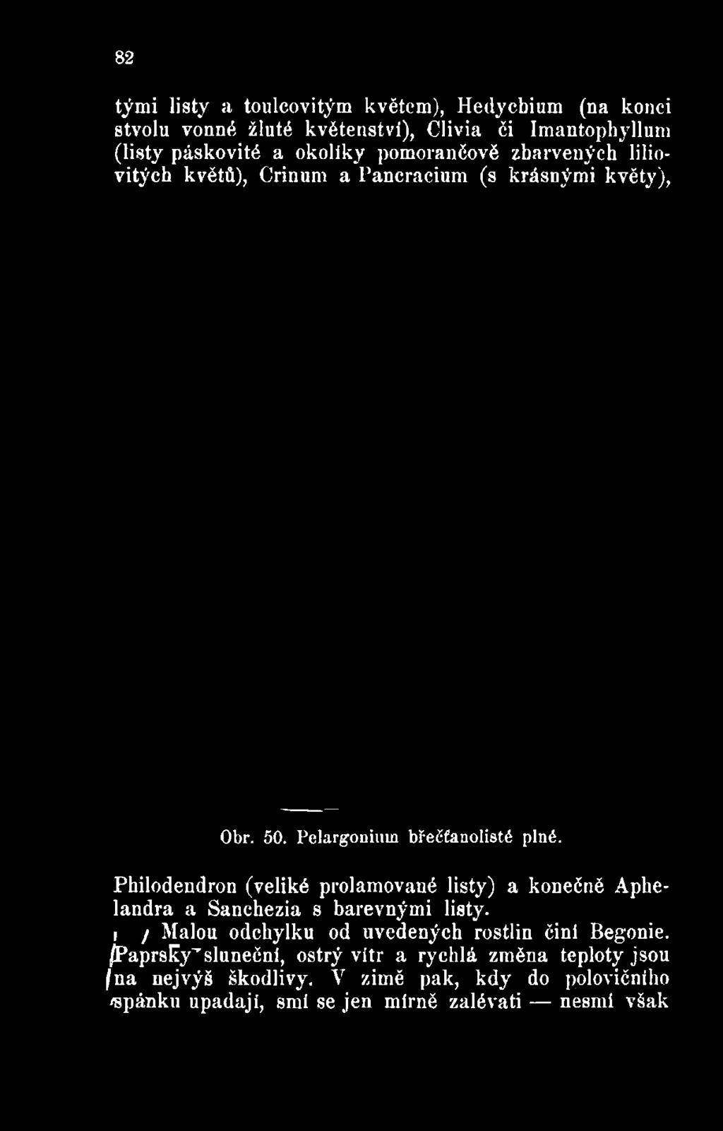 Philodendron (veliké prolamované listy) a konečné Aphelandra a
