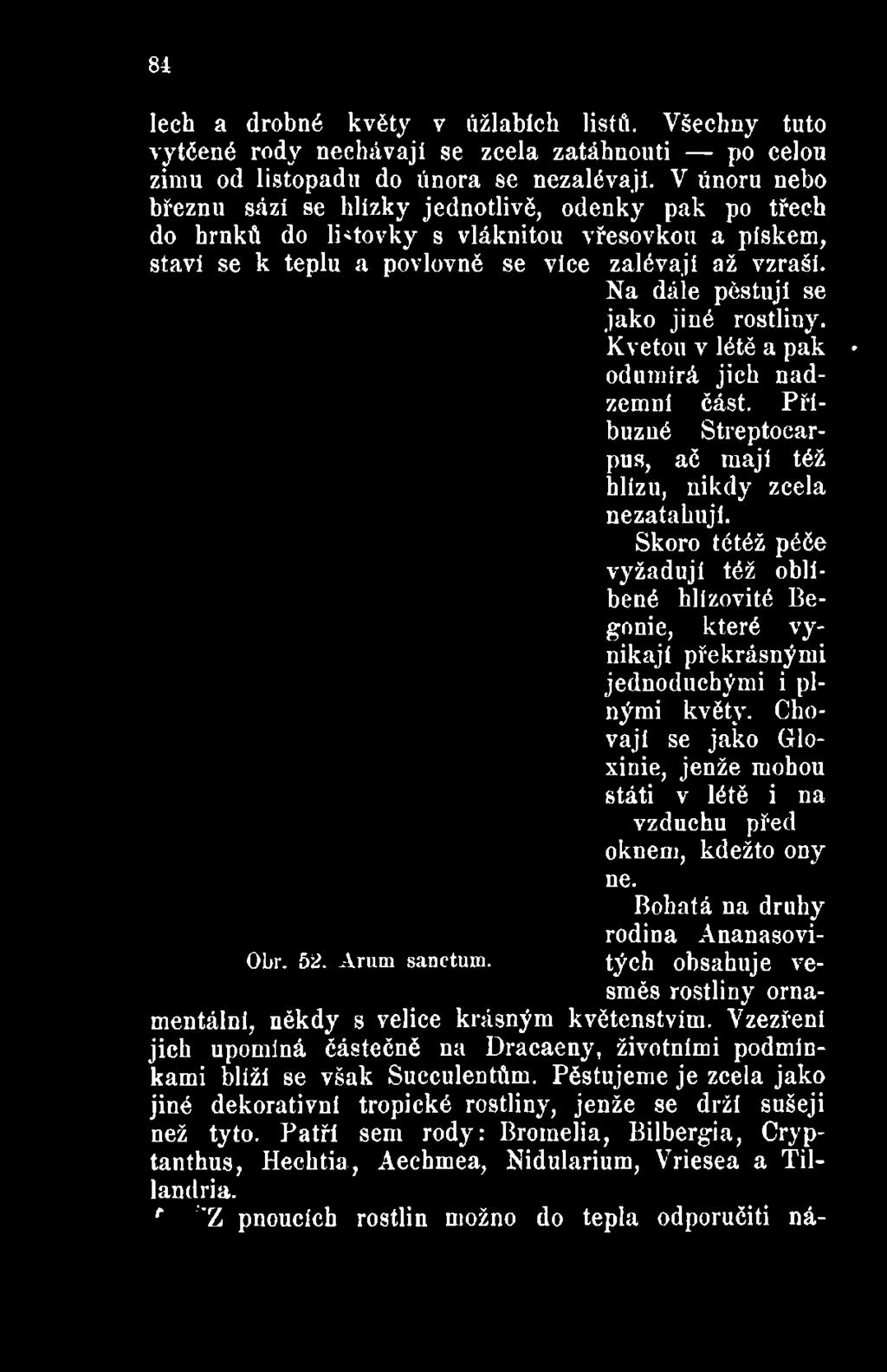 Příbuzné Streptocar- OL>r. 52. Arum sanctuin. pus, ač mají též hlízu, nikdy zcela nezatahují.