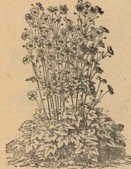 k Ile x j, P itto sp o ru m (list lesklý, drobné, bilé, vonné kvítky), Ruscus (husté zelené trsy), Veronica (rozrazil, namodralé hroznovité květenstvi), Viburnum Tinus (kalina s