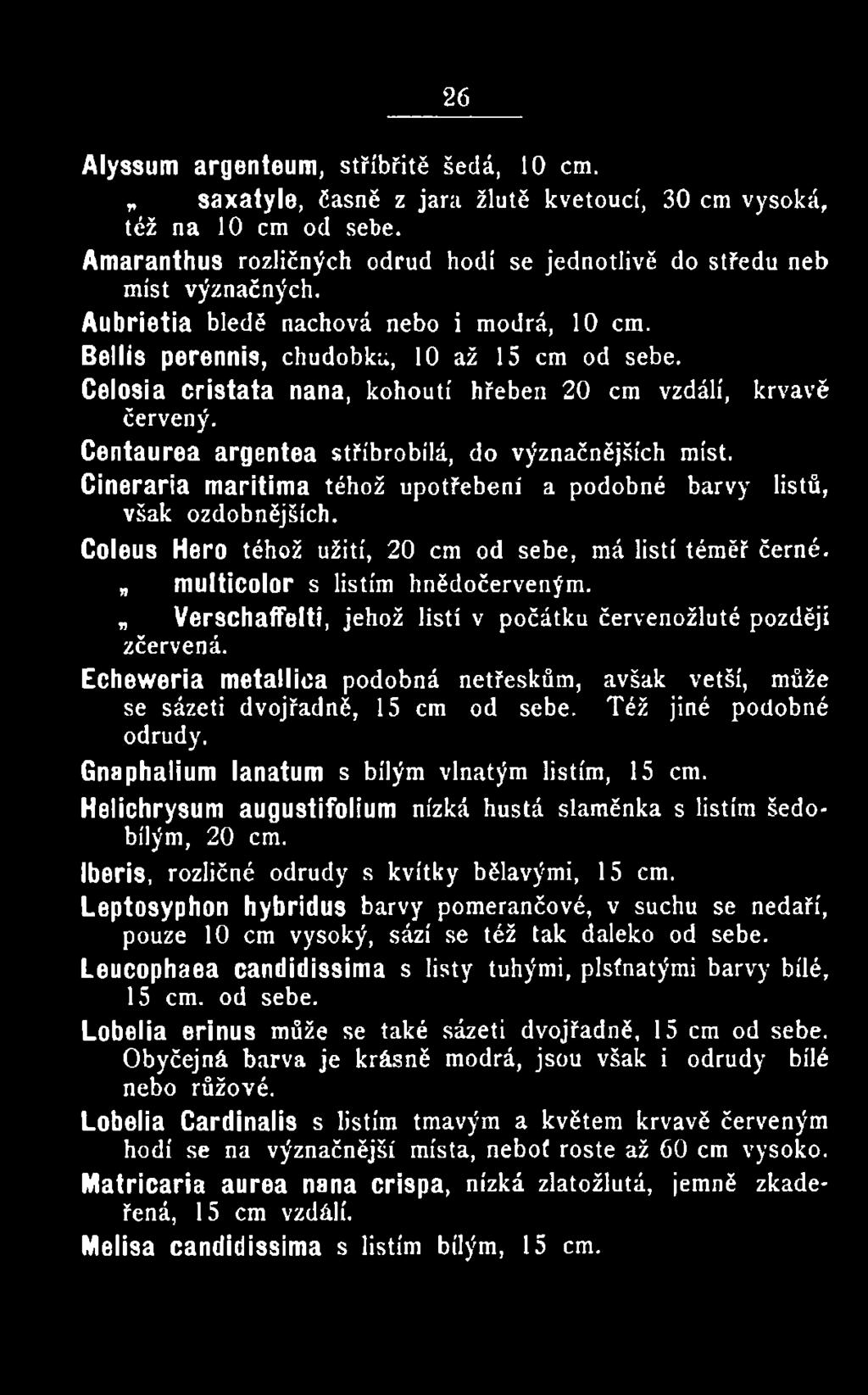 Též jiné podobné odrůdy. Gnaphalium lanatum s bílým vlnatým listím, 15 em. Helichrysum augustifolium nízká hustá slaměnka s listím šedobílým, 20 em. Iberis, rozličné odrůdy s kvítky bělavými, 15 em.