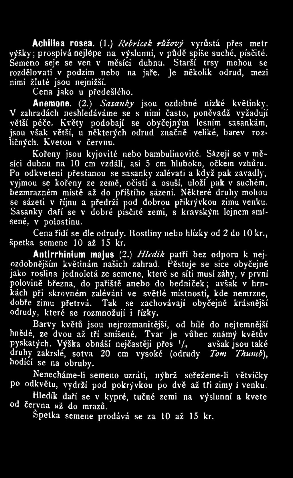 Po odkvetení přestanou se sasanky zalévati a když pak zavadly, vyjmou se kořeny ze země, očistí a osuší, uloží pak v suchém, bezmrazném místě až do příštího sázení.