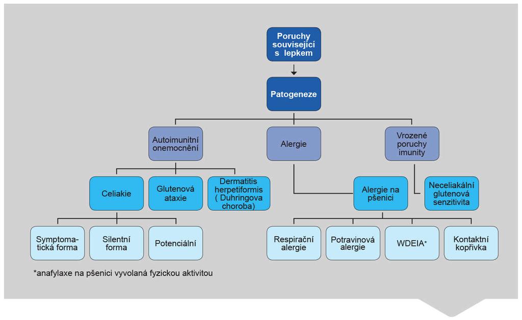 3. Choroby způsobené nesnášenlivostí lepku Obr. 2: Přehled nemocí spojených s konzumací lepku (Zdroj: Sapone a kol. 2012) Přehledné rozdělení nemocí spojených s konzumací lepku ukazuje Obr.