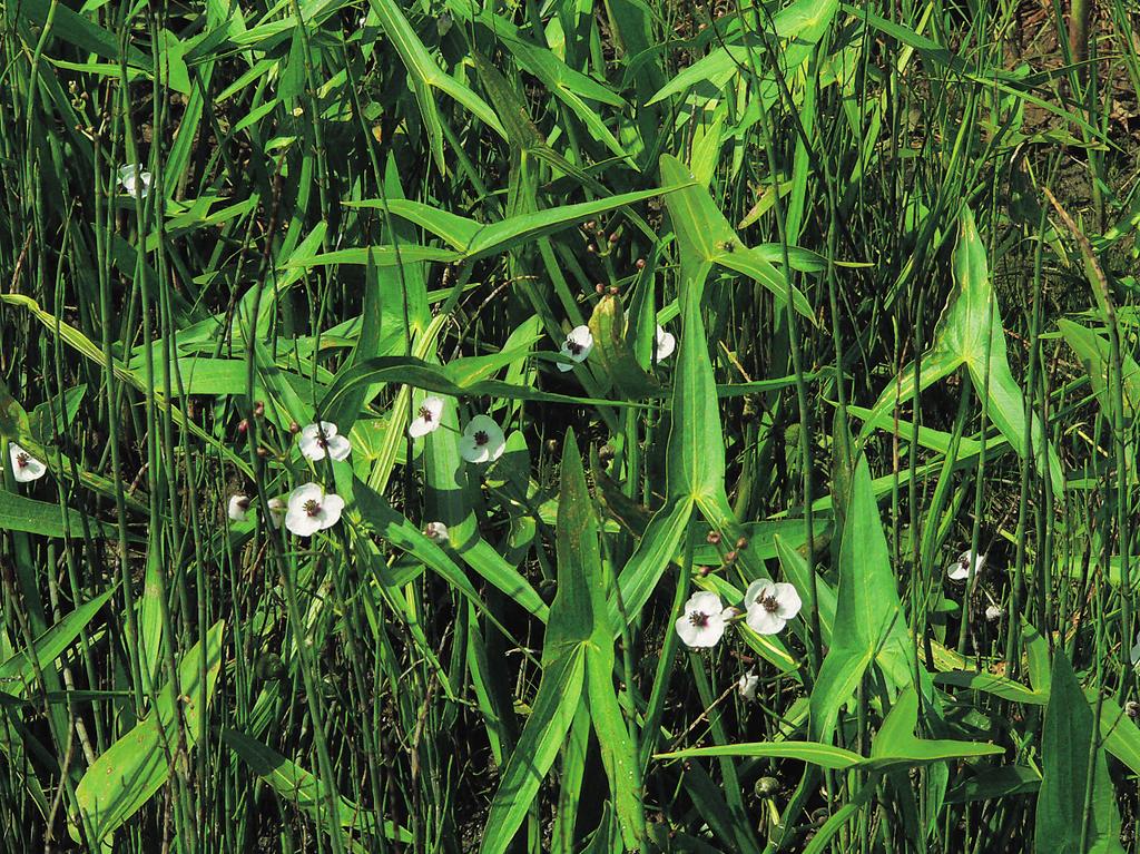Vegetace rákosin a vysokých ostřic (Phragmito-Magno-Caricetea) (Sagittaria sagittifolia pokr. > 10 % AND Sparganium emersum pokr. > 10 %)) NOT Butomus umbellatus pokr. > 25 % NOT Glyceria maxima pokr.