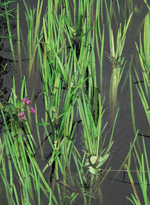Eleocharito palustris-sagittarion sagittifoliae Stanoviště.