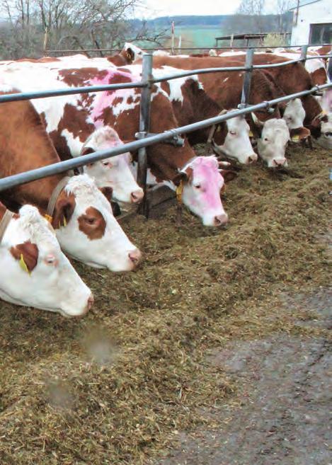 produkce mléka nebo špatná perzistence laktace, onemocnění končetin, kulhání a laminitidy (způsobené acidózou), krávy nepřežvykují (méně než 30 % krav přežvykuje najednou), problémy s příjmem krmiva