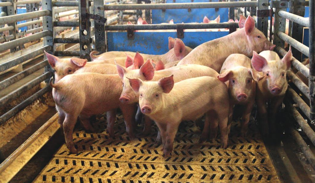 24 Krmivářství Pro zootechniky Eva Václavková, Jaroslava Bělková Výživa selat Na správný růst v období po narození a dosažení optimální odstavové hmotnosti selat má podstatný vliv množství a kvalita