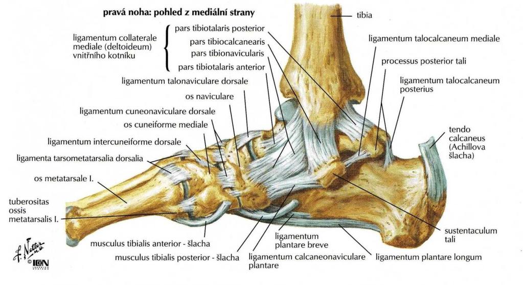 Obrázek 1: Ligamenta a šlachy kotníku (Netter, 20