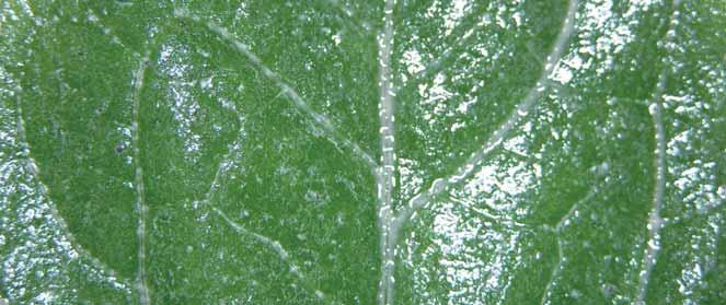 Film Agrovitalu na povrchu listu Listová hnojiva Uchycení listového hnojiva na povrchu listů Agrovitalem přispívá k optimálnímu využití živin a jejich transferu v listech rostlin i za suchého průběhu