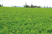 červená 25 % Gondolin Kostřava červená 25 % Reverend Kostřava ovčí 10 % Jana 6,8 Doporučený výsevek: 30 35 kg/ha, 1 kg na 330 400 m 2 Použití: zatravnění vinic a sadů Stanoviště: sušší i středně
