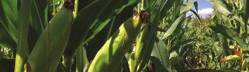 Typ zrna: mezityp Ranost: středně raný Výška: 300 cm Řad v palici: 13 HTZ: 315 Zrn v řadě: 36 Radostín nad Oslavou: 39,7 t/ha, sušina 38,7%