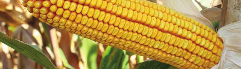 Výnos zrna Vrbovec: 12,2 t/ha, vlhkost 22,1% Olbramovice: 14,0 t/ha, vlhkost 25,6% Hodonice: 11,8 t/ha, vlhkost 14,0%
