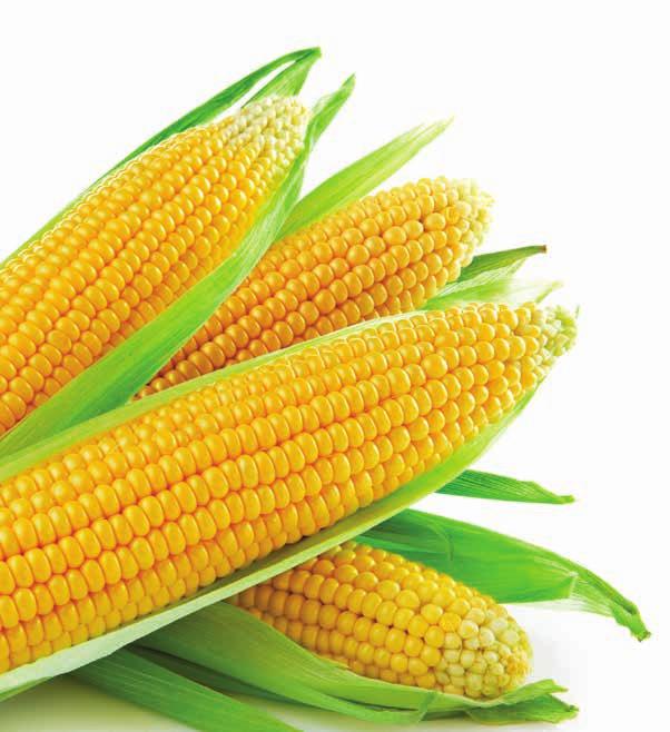 Nabídka těchto hybridů není široká, ale dokážeme Vám, že tyto hybridy si toto označení zaslouží a vzhledem k zhoršující se situaci s přísunem vhodných srážek