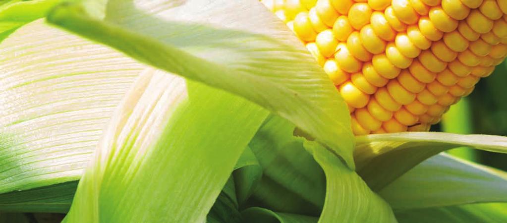 PŘEHLED HYBRIDŮ PRO ROK 2018 Hybrid FAO Typ hybridu Typ zrna Siláž Směr využití Zrno Bio plyn Optimální výsevek zrno Optimální výsevek siláž Výška Odolnost vůči poléhání Tolerance k chladu Tolerance