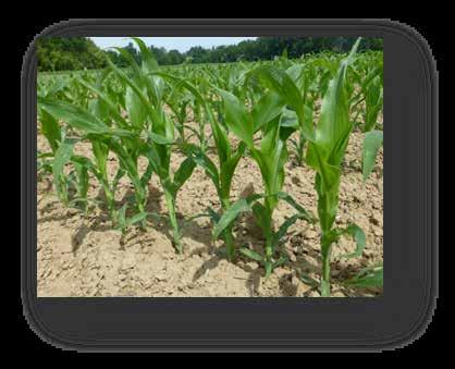 43,5 t/ha, sušina 39,7% Křižanov: 34,6 t/ha, sušina 35,3% Genetický potenciál hybridu