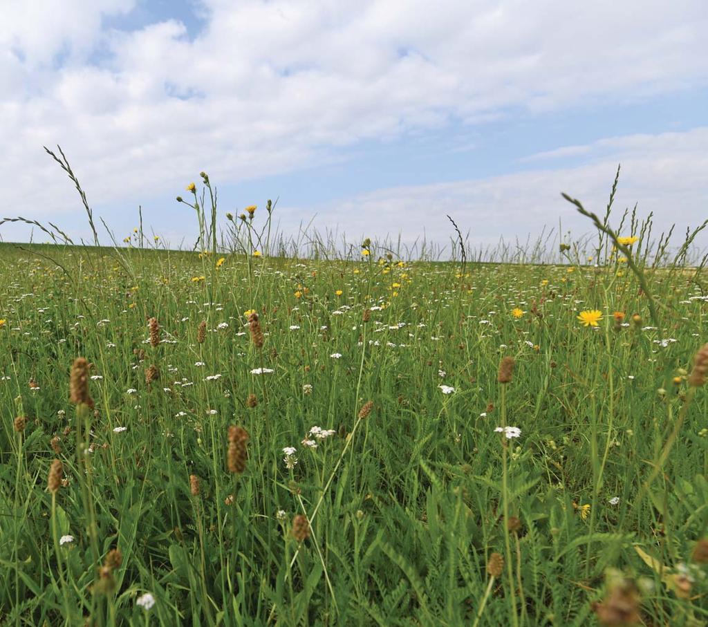 Greening, agroenvironmentálně-klimatická opatření NAŠE NABÍDKA DRUHŮ SPLŇUJÍCÍCH PODMÍNKY GREENINGU DLE NAŘÍZENÍ VLÁDY Č. 50/2015 SB. VE STÁVAJÍCÍM ZNĚNÍ Nařízení vlády č. 50/2015 Sb.