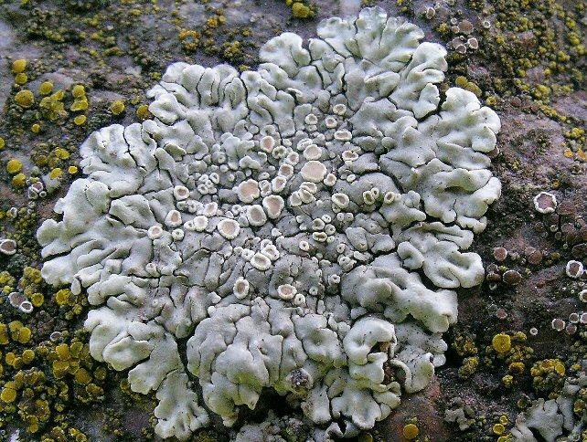 Lecanora